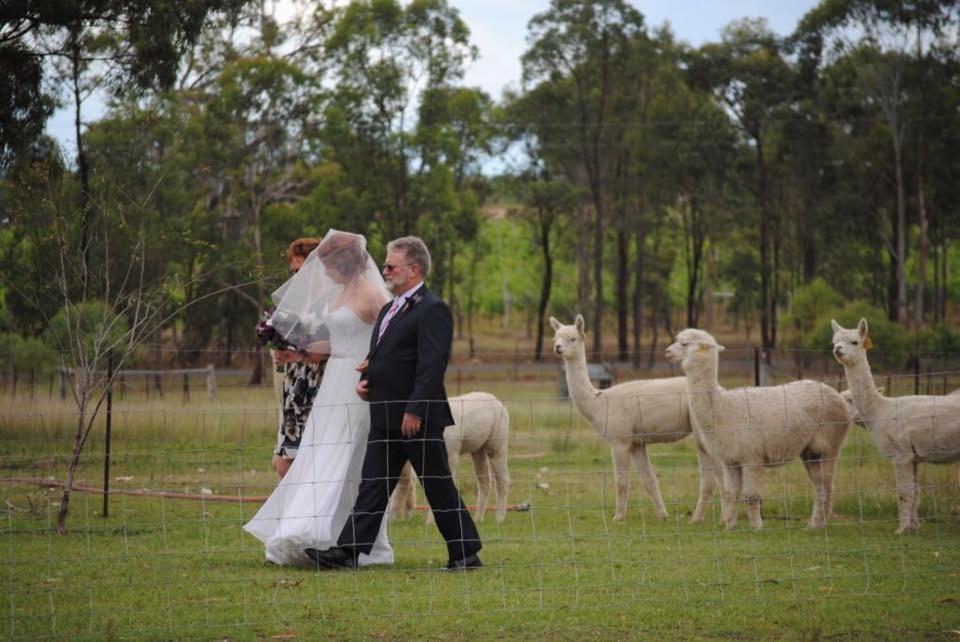 Starline Alpacas Farmstay Resort Broke Exterior foto