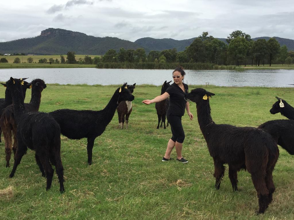 Starline Alpacas Farmstay Resort Broke Exterior foto